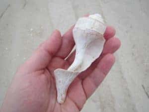 man holding white shell at the beach