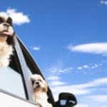 Dog's family traveling in the car
