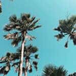 The Palm Trees of South Padre Island