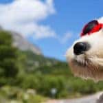 a dog with goggles peeking out a moving car window under the bright sun