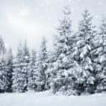 a forest of snow-capped pine trees in the winter Christmas season