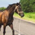 a brown horse crossing a highway road in the open wilderness of the countryside