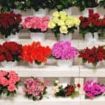 rows of colorful flower assortments, bouquets, and vases set up inside a florist shop