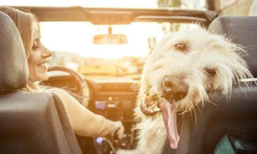 a woman driving in a car with her dog in the front passenger seat with a very bright sun in the sky