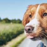 a happy brown and white dog sticking its head out of a car window as the vehicle drives by crops and farms in the country
