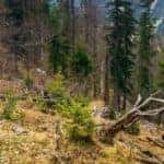a woman in boots with a backpack hiking on a grassy hill trail near a forest of bare trees
