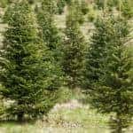 a Christmas tree farm full of evergreen conifer trees growing in a field of grass