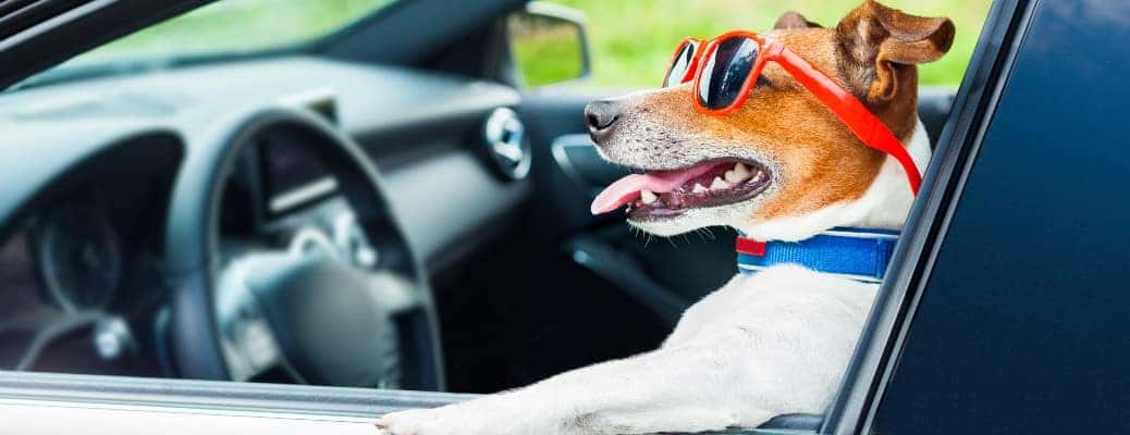 a dog sitting in a driver's seat