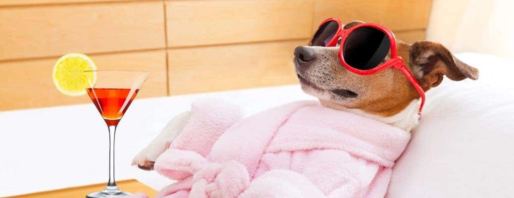 a dog in red sunglasses and a pink robe with a pink drink