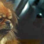 a small dog in a car close up