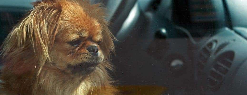a small dog in a car close up