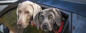 two dogs in a car window