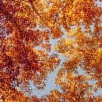 View of colorful trees as seen from the ground