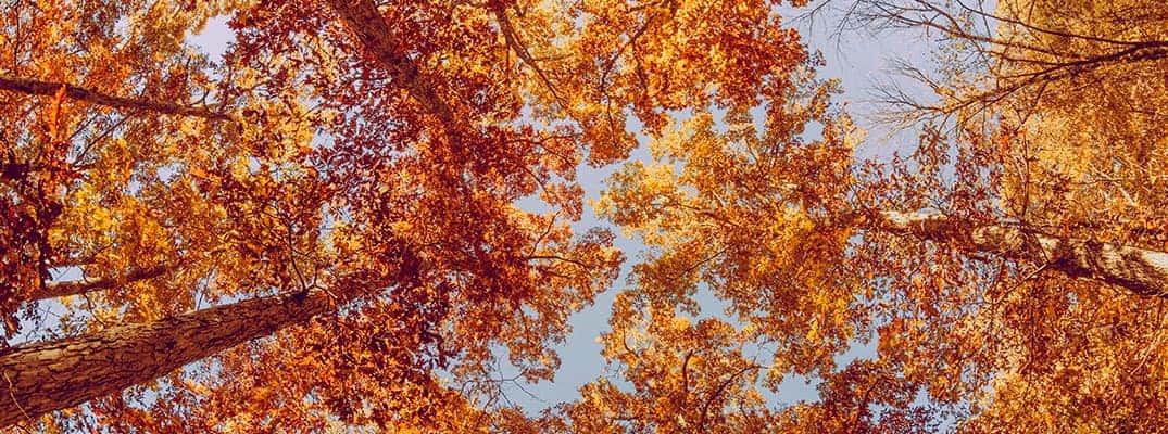 View of colorful trees as seen from the ground