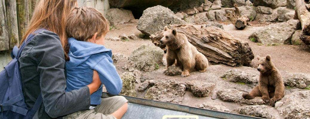A woman and child watching bears at the zoo.
