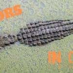 Top-down view of an alligator in a swamp. Orange text reads, "Alligators in Orlando," in B-movie style.