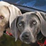 two dogs in a car window