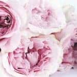 pink roses close up