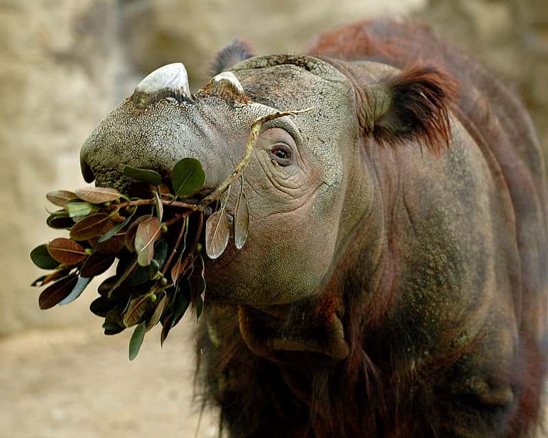 Sumatran rhino