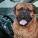 Dog In the Car