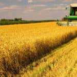 Combine harvester working on the wheat field