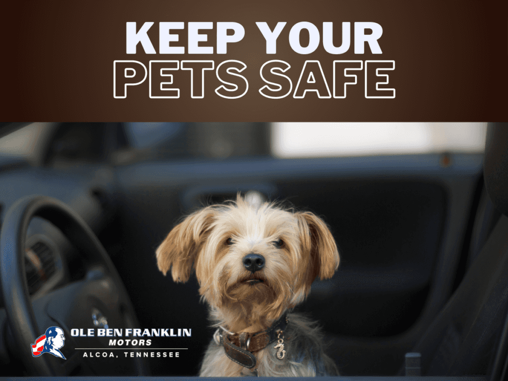 Keep Your Pets Safe This Summer