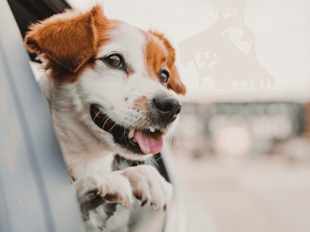 Dog in car on a road trip