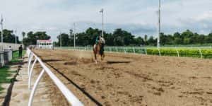 horse reacing