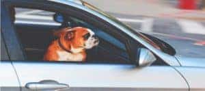 Dog in car