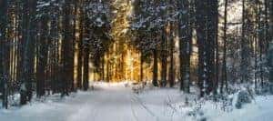 Snow Pathway Between Trees during Winter