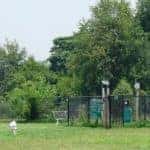 an image of a dog park