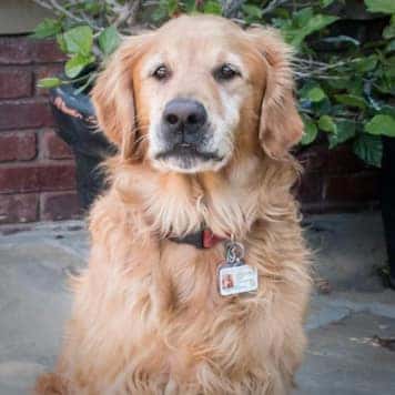 Rusty the Dog